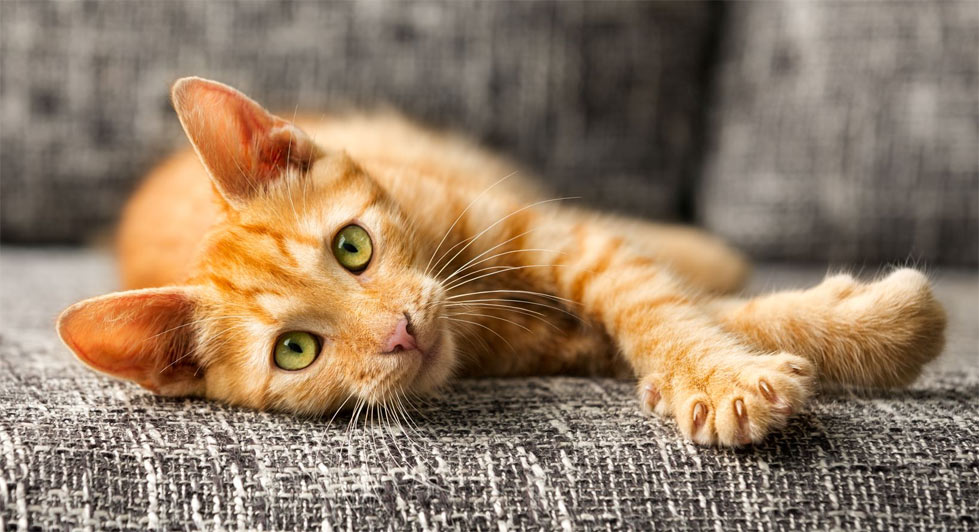 Griffes de chat - blessures possibles