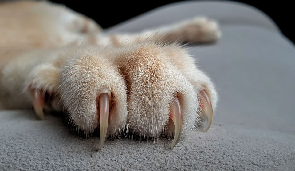 Griffes de chat