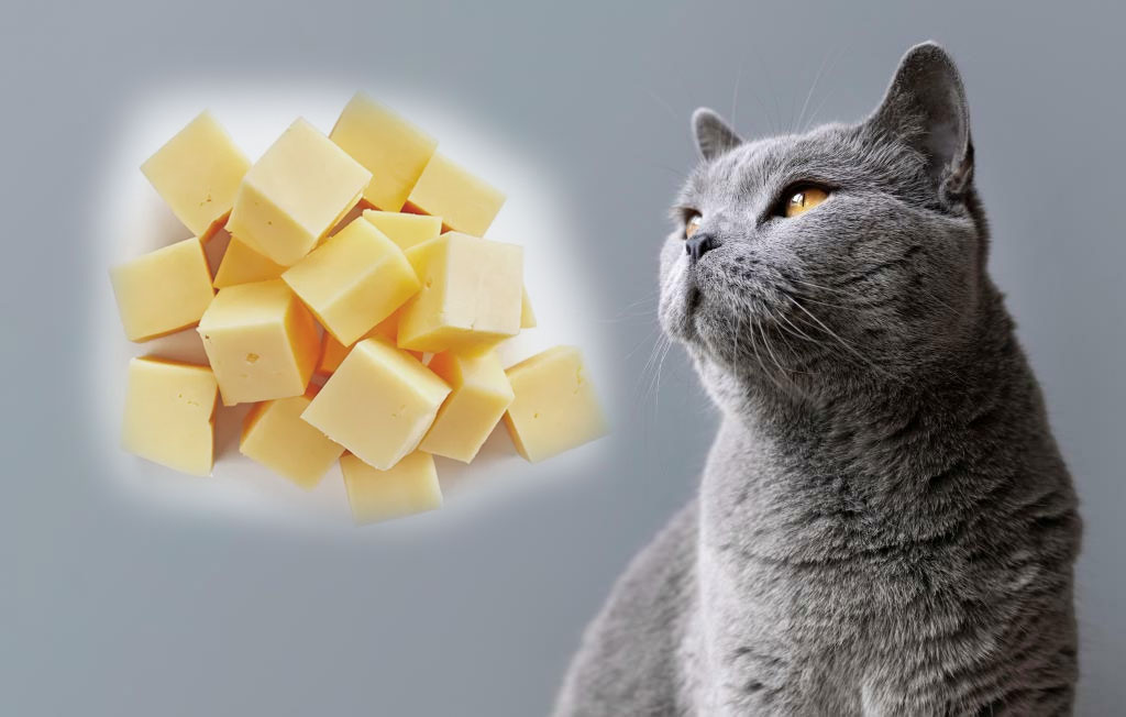 Quels types de fromages les chats peuvent-ils manger ?