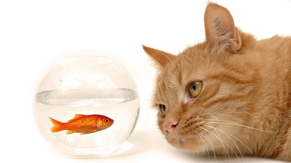 Un poisson dans un aquarium près d'un chat