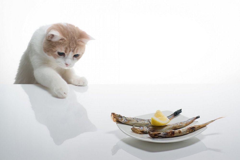 Du poisson dans une assiette sur la table près du chat