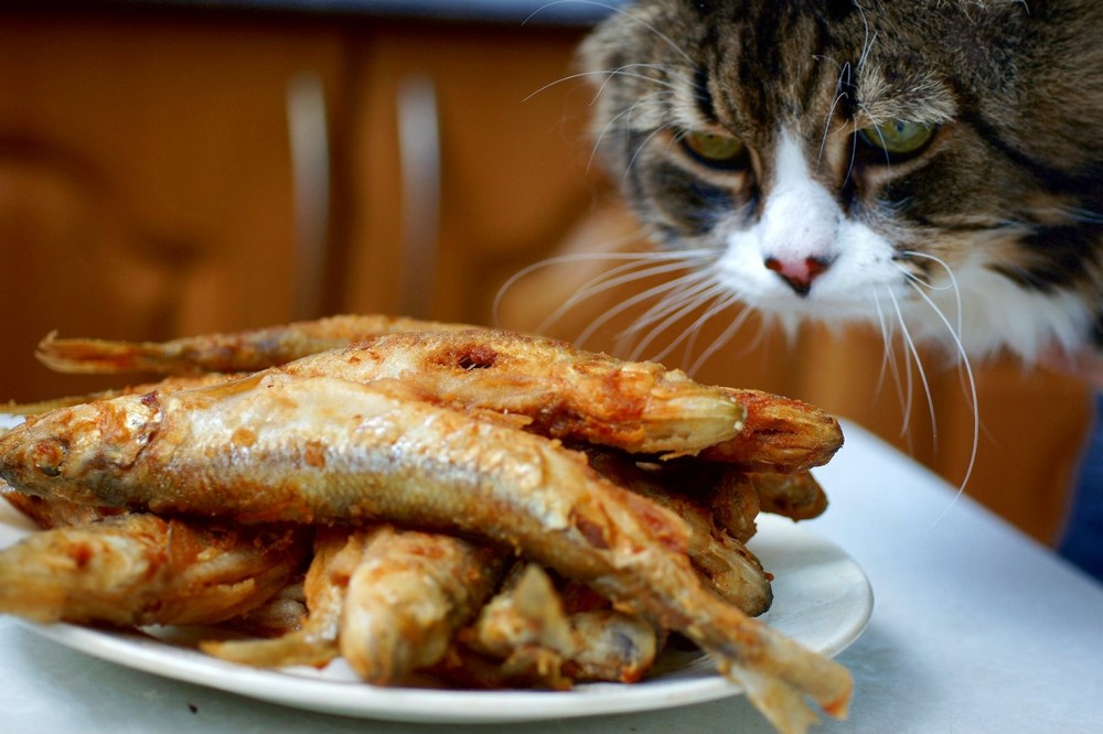 Un chat près d'une assiette de poisson frit