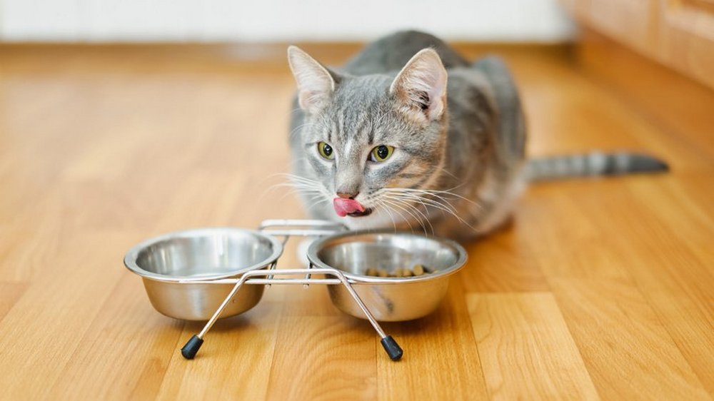 Un chat près de gamelles de nourriture