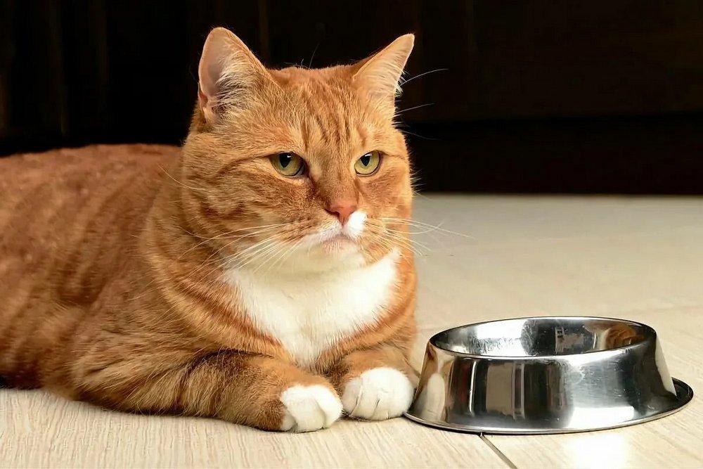 Un chat roux près d'un bol