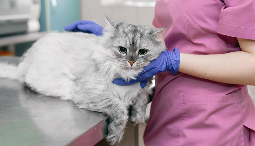 Pourquoi est-il dangereux pour les chats de manger de la terre ?