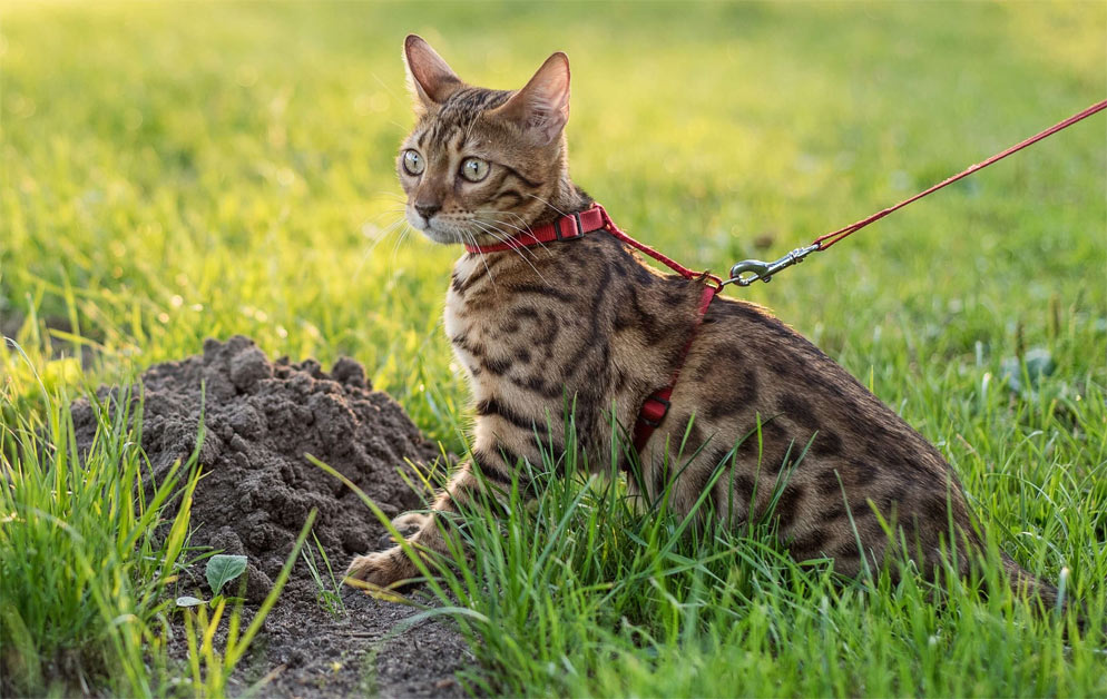 Comment empêcher un chat de manger de la terre