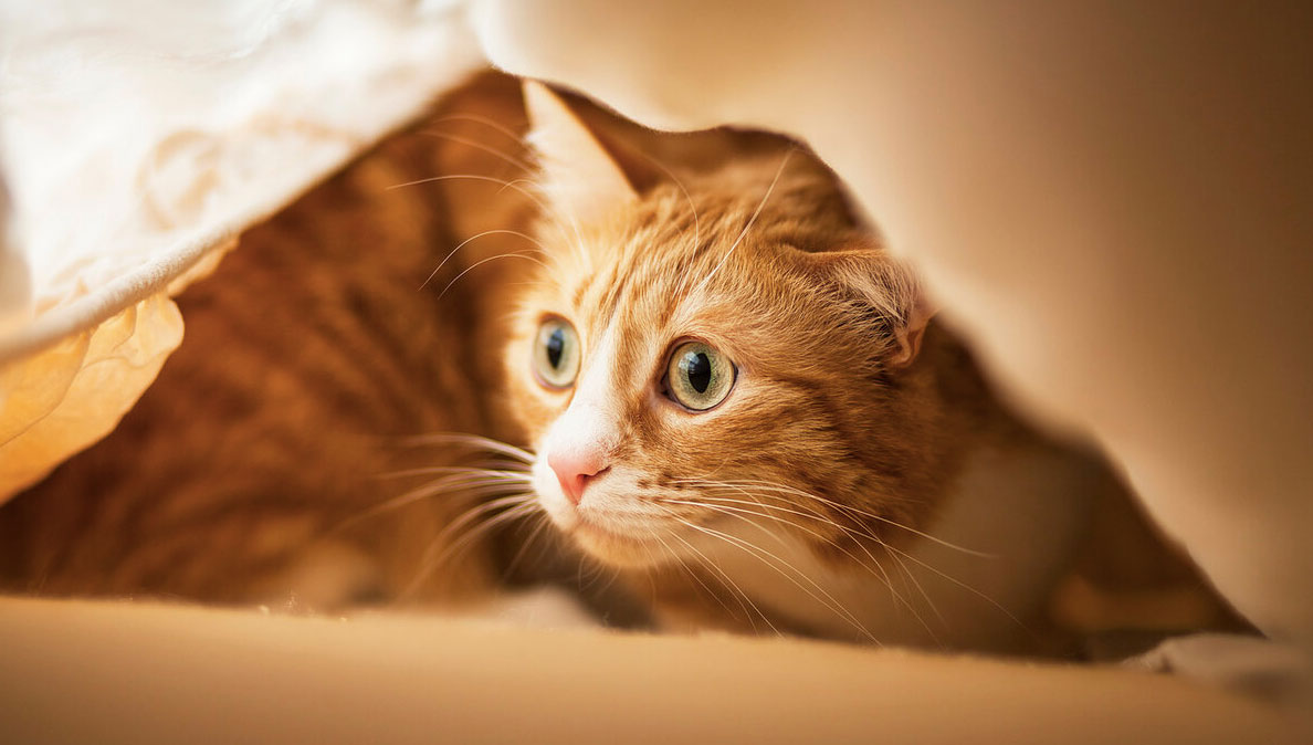 Le chat se cache dans la nouvelle maison