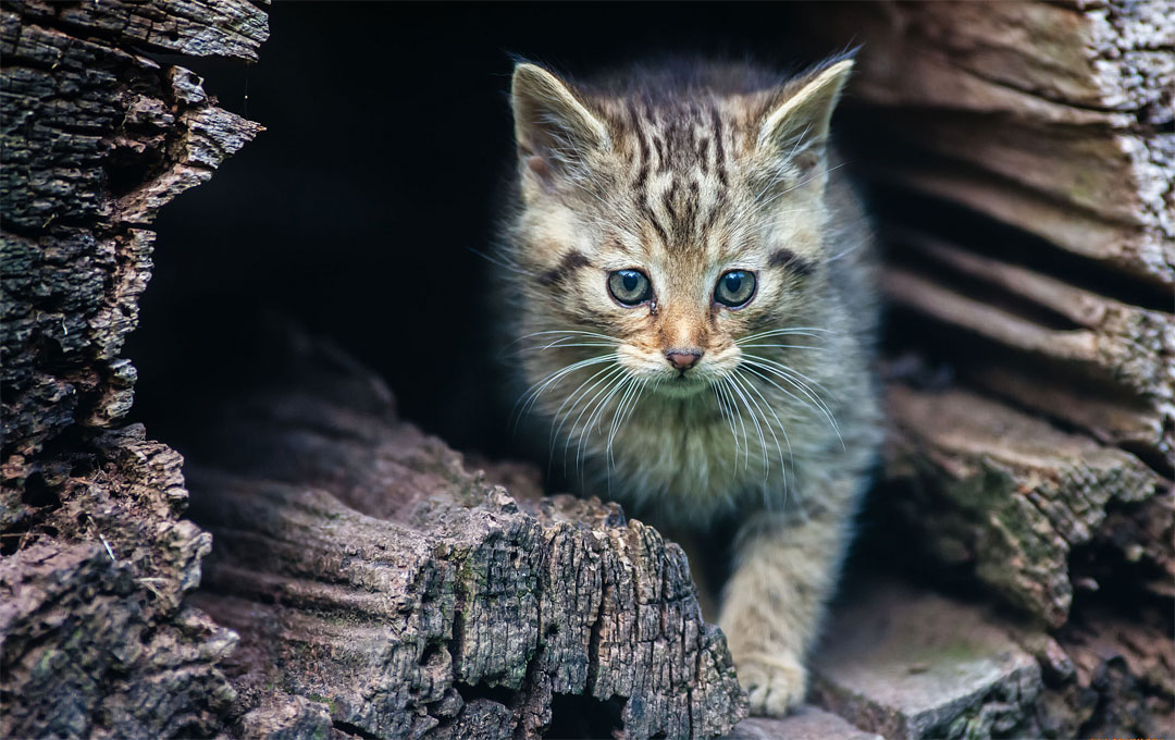 Comment apprivoiser un chaton errant