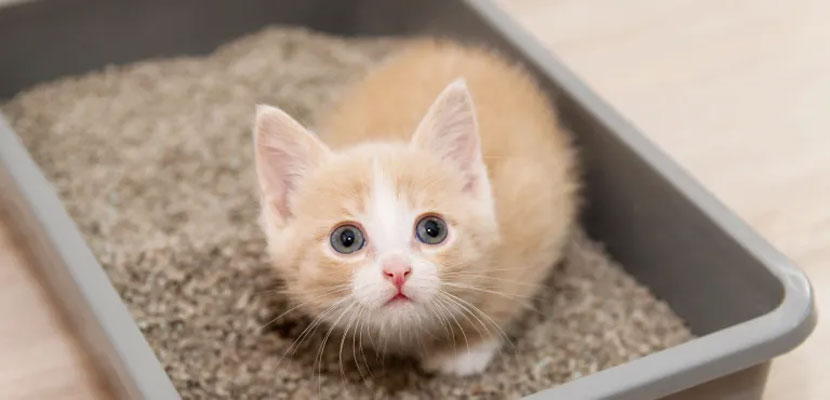 Comment éduquer un chaton sauvage à la propreté ?