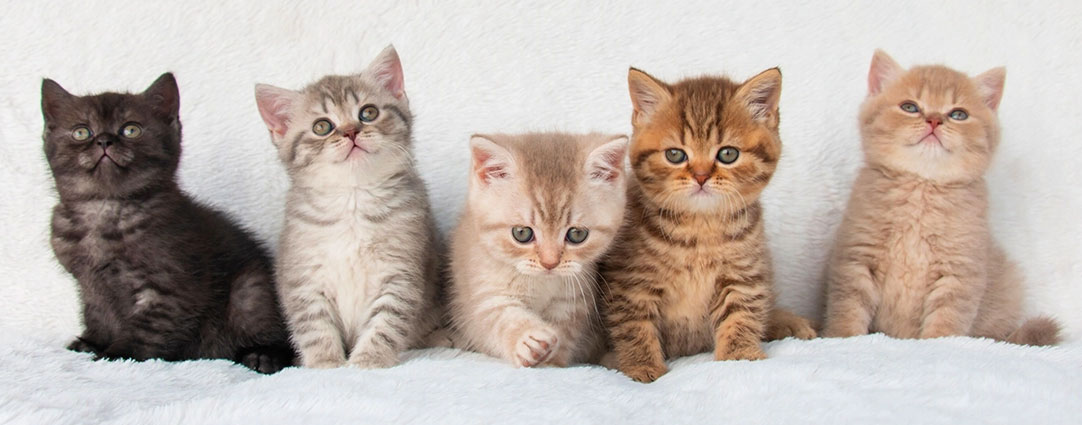 Nom du chaton : comment le choisir et le lui apprendre rapidement