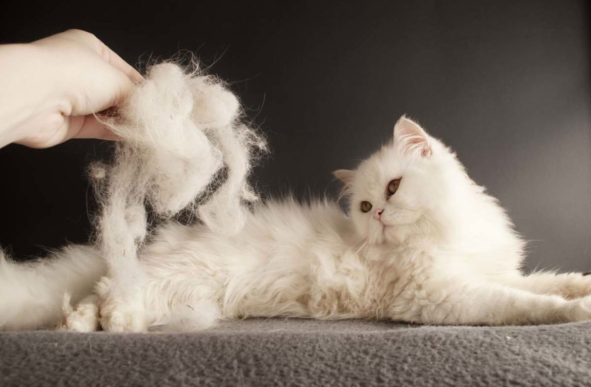 Hoquet chez les chats dû aux boules de poils