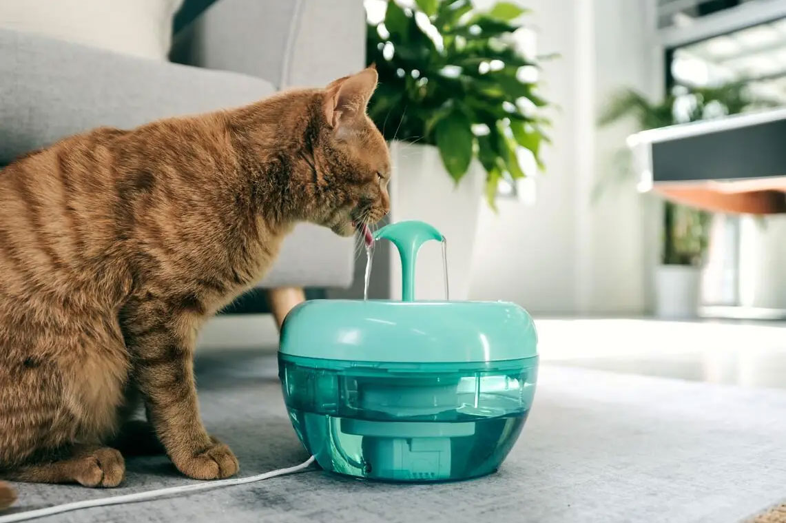 Une fontaine à eau pour chat
