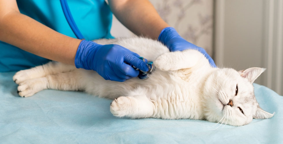 Quelles maladies peuvent provoquer le hoquet chez les chats ?