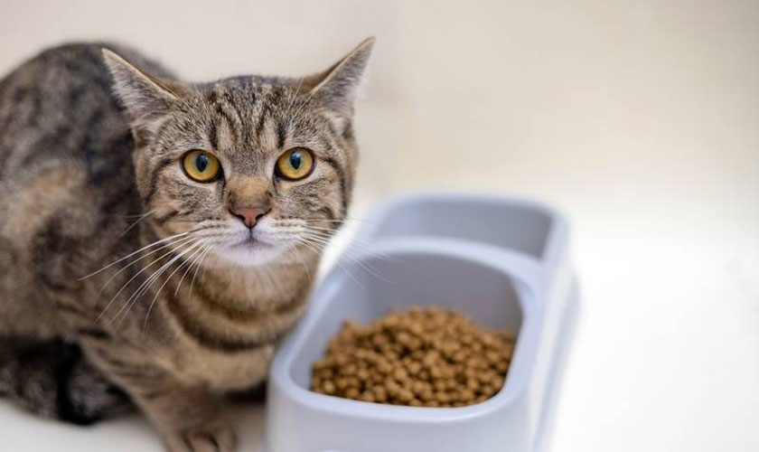 Pourquoi un chat refuse-t-il les croquettes ? ...