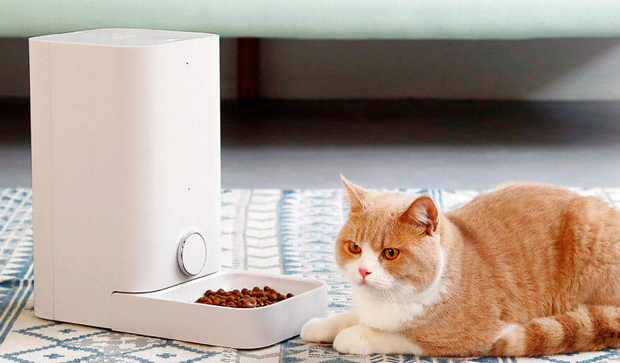 Le chat ne veut pas manger dans la nouvelle mangeoire.