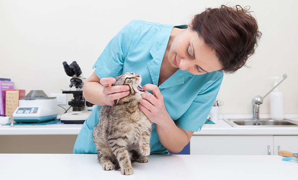 Maladies pouvant amener les chats à refuser de s'alimenter