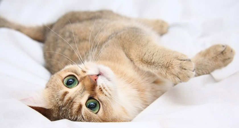 Causes de grossesse nerveuse chez les chats