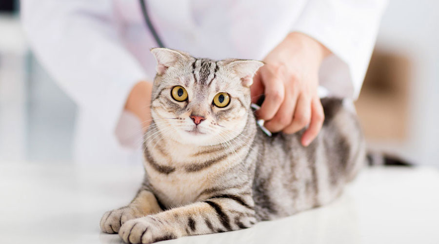Diagnostic et traitement de la pseudogestation chez les chats
