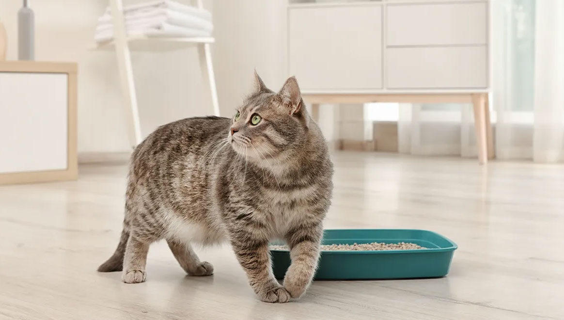 Comment savoir si votre chat a des problèmes rénaux