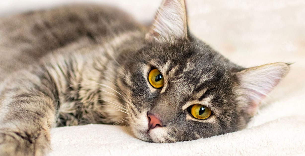 Symptômes d'inflammation rénale chez les chats