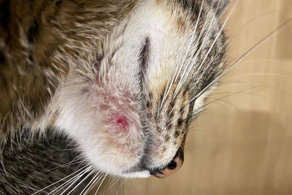 La zone affectée sur la tête du chat