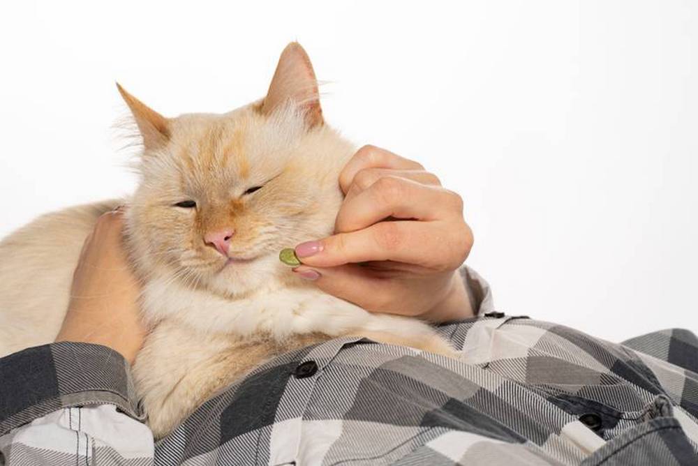 Un homme avec un chat