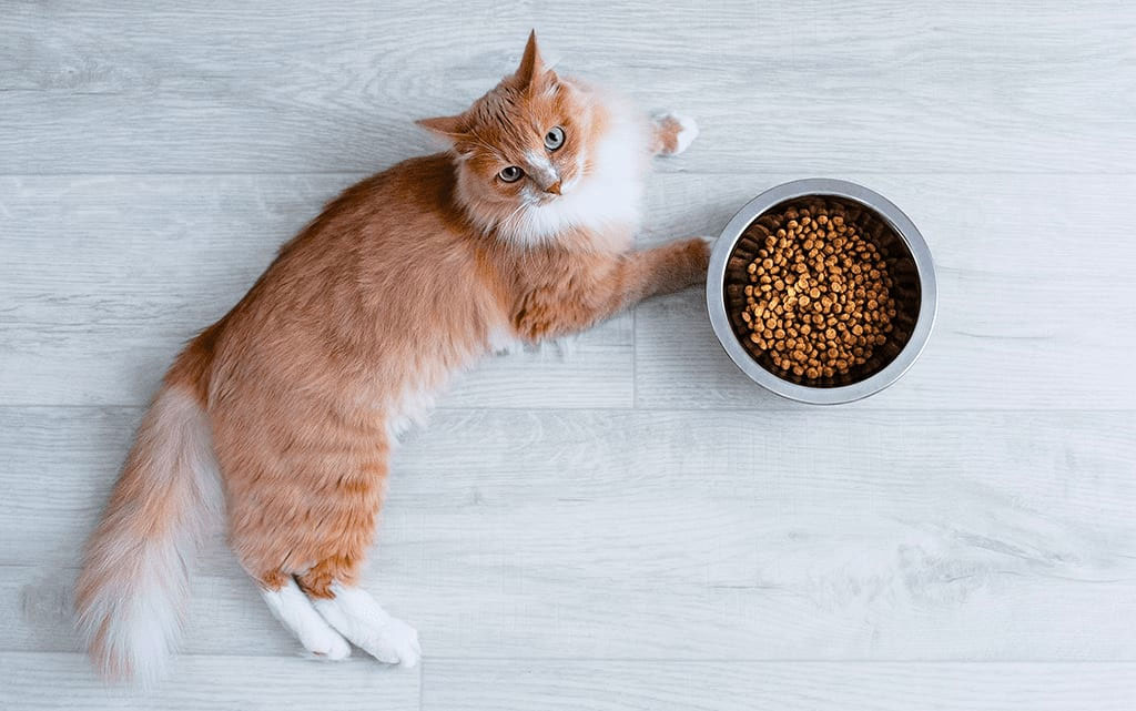 Causes de la perte de poids chez les chats