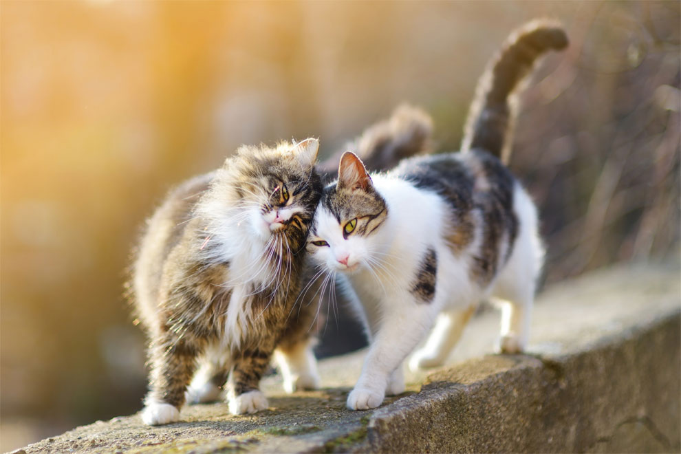 L'influence des hormones sur le poids d'un chat