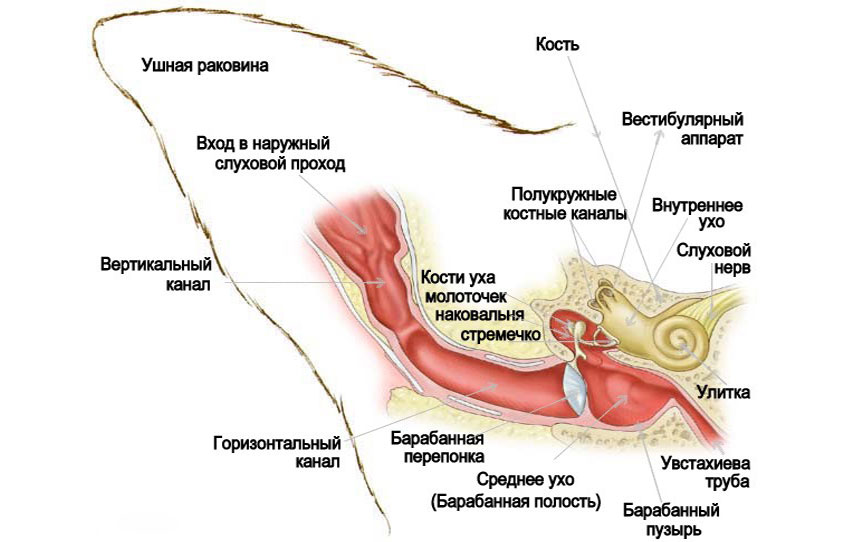 La structure de l'oreille chez les chats