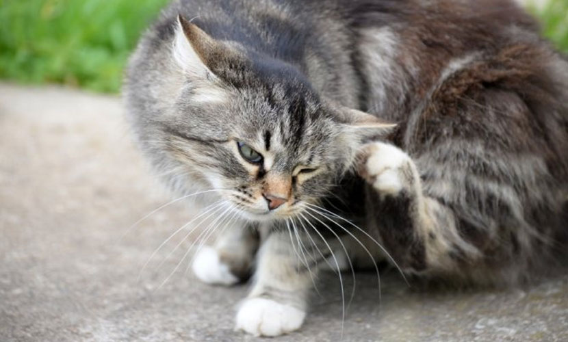 Comment savoir si votre chat a mal à l'oreille ?