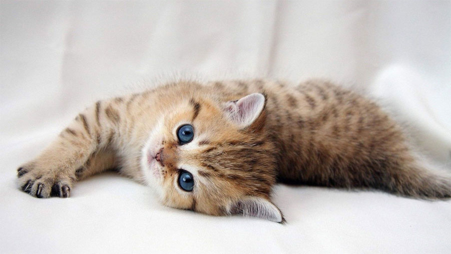 Les chatons peuvent-ils attraper le rachitisme ?