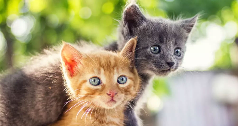 La différence entre le rachitisme et l'hyperparathyroïdie secondaire