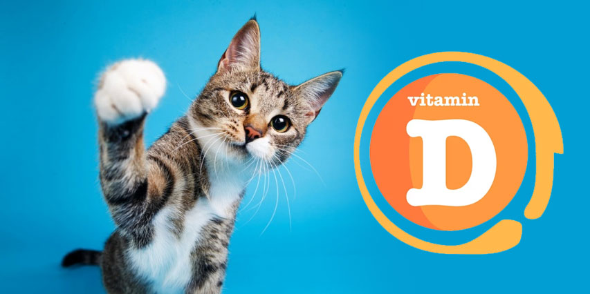 Le rachitisme chez les chatons : qu'est-ce que c'est ?