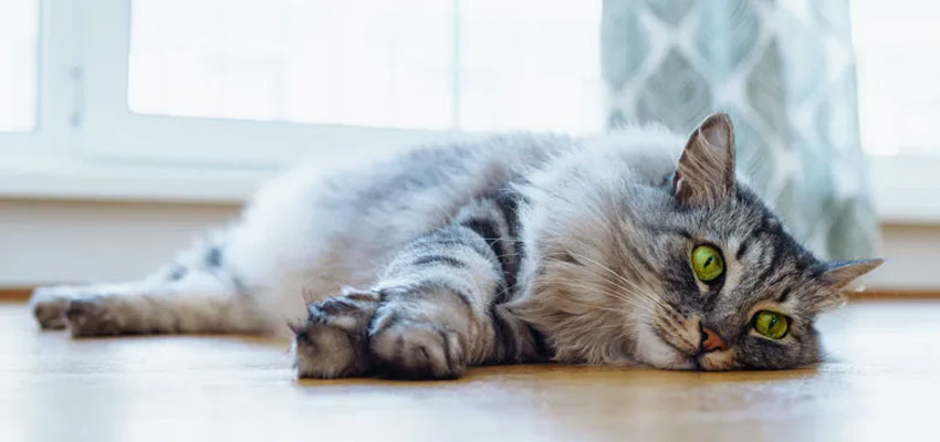 Lésions cérébrales traumatiques chez les chats