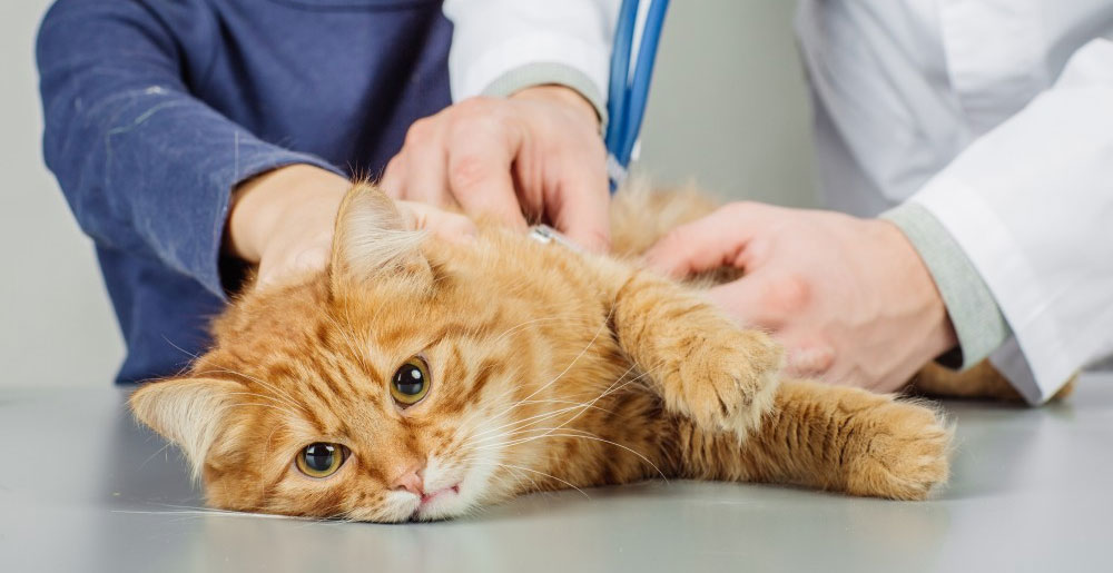 Diagnostic des commotions cérébrales chez les chats