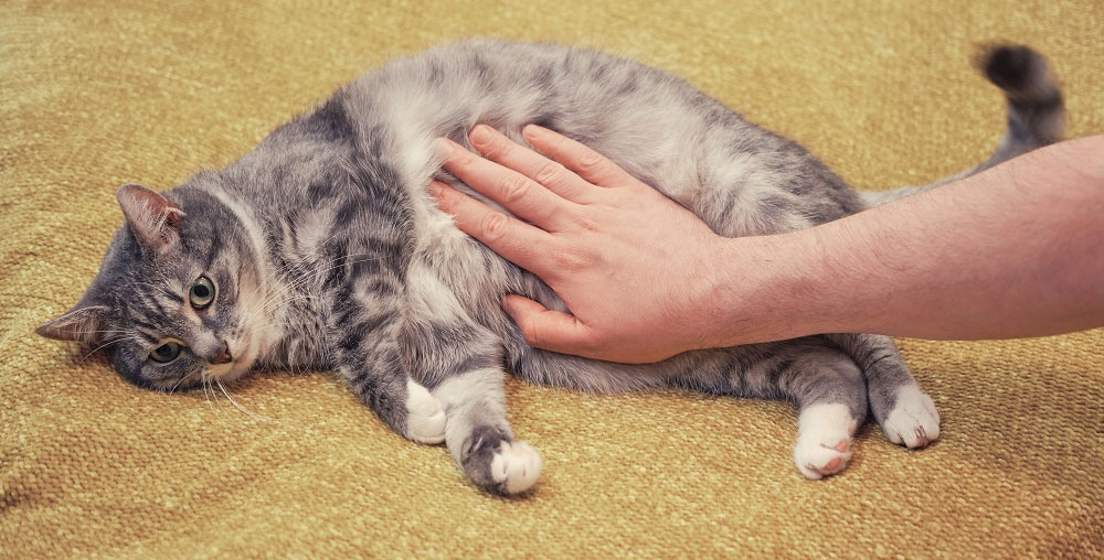 Premiers secours pour un chat souffrant d'une commotion cérébrale