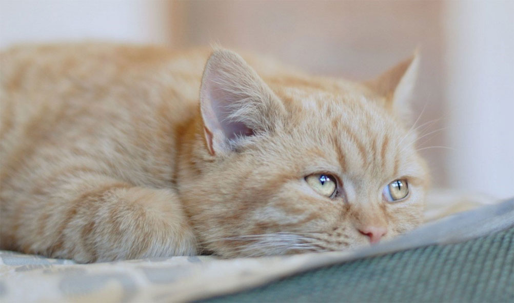 Que faire si votre chat vomit du sang ?