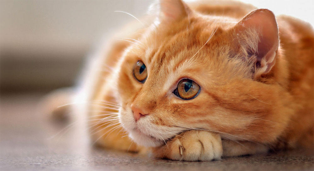 Maladies pouvant présenter des vomissements comme symptôme