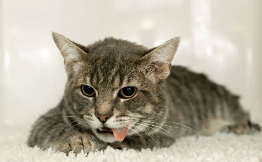 Pourquoi un chat vomit-il ? Causes et symptômes dangereux.