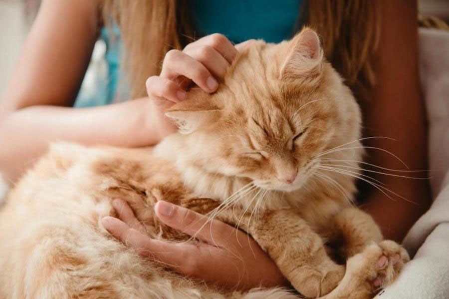 Pourquoi le ventre d'un chat gargouille-t-il et que faire ?