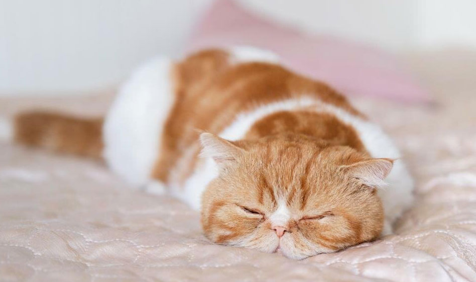 Symptômes des maladies gastro-intestinales chez les chats