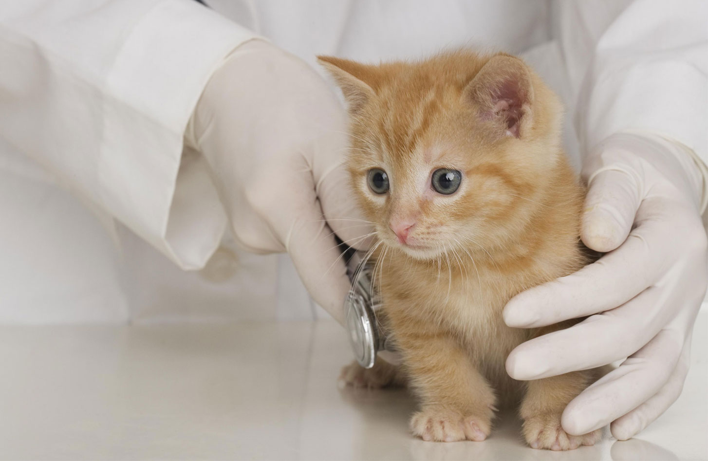 Diagnostic des maladies des organes internes chez les chatons