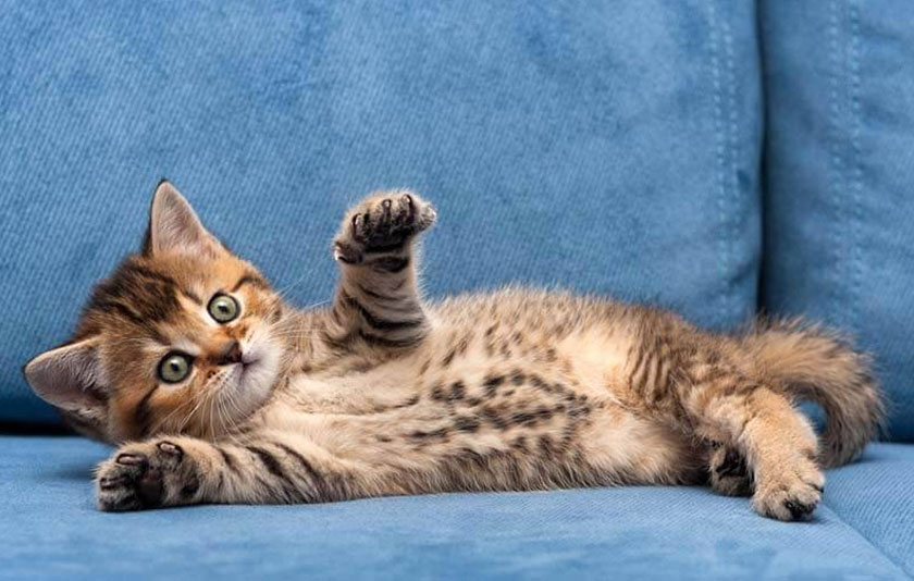 Causes des flatulences chez les chatons