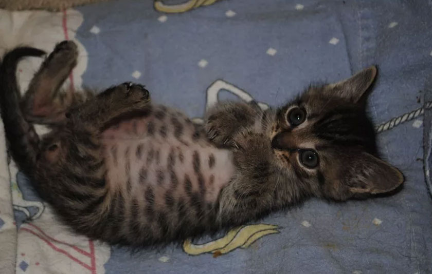 Pourquoi les chatons ont-ils un gros ventre ?