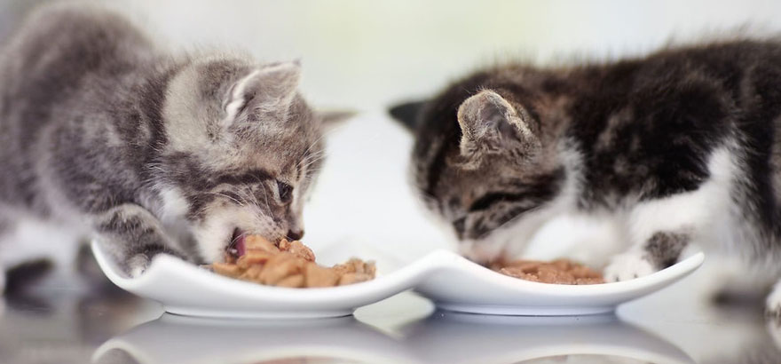 Le régime alimentaire du chaton est perturbé.