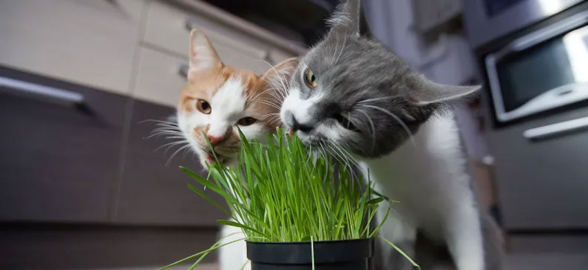 Des excréments verts chez un chat après avoir mangé de l'herbe
