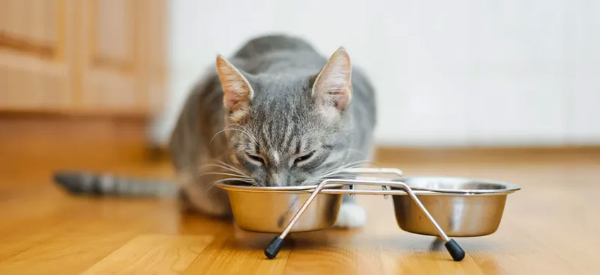 L'alimentation d'un chat influence-t-elle la couleur de ses selles ?
