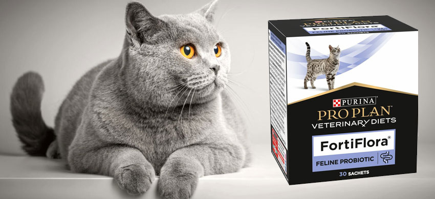 Préparations pour la restauration de la microflore intestinale chez les chats