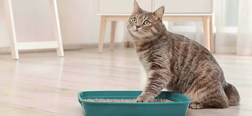 Que signifient la couleur et la consistance des excréments d'un chat ?