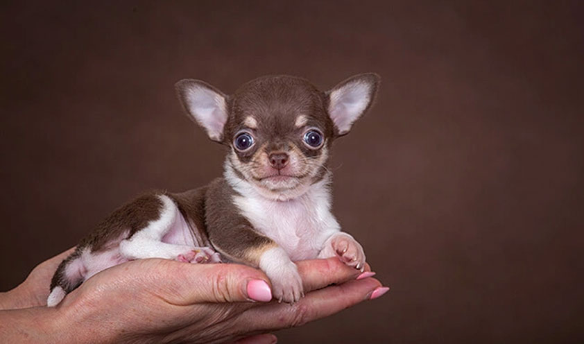 Besoins nutritionnels des mini et micro chihuahuas